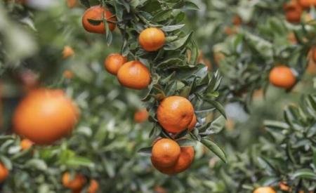 Oranges on a tree